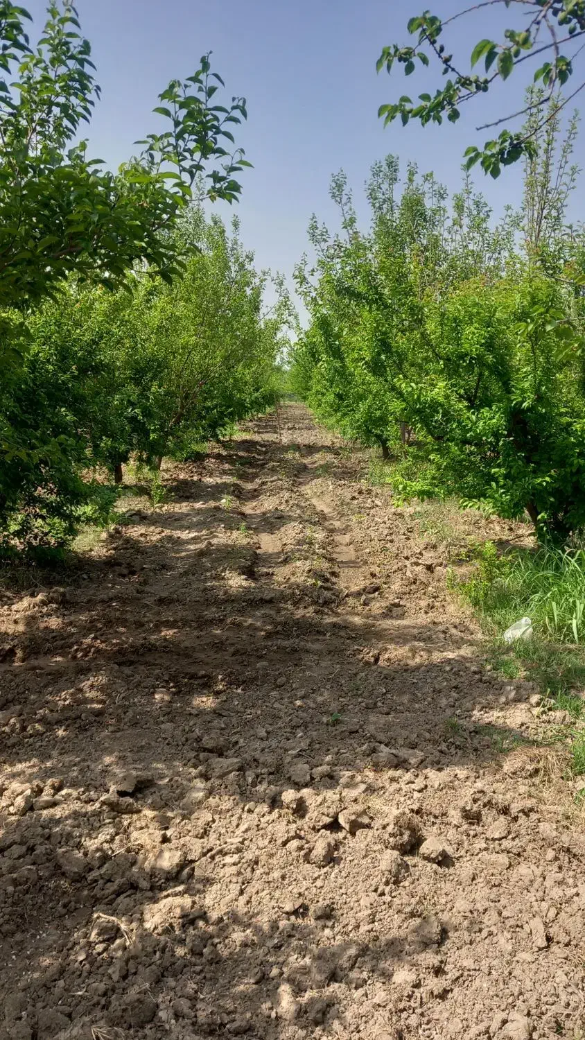 مرغداری بالا خط