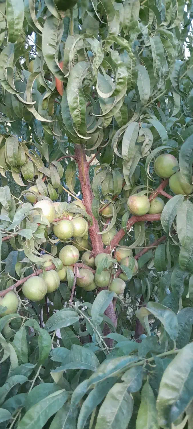 فروش باغچه