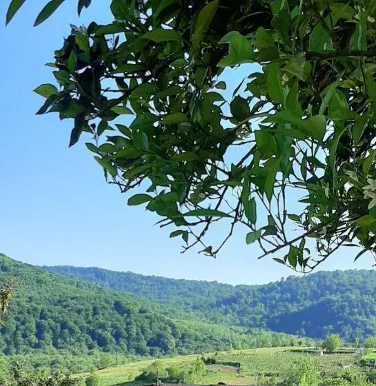 زمین روستای امره داخل بافت