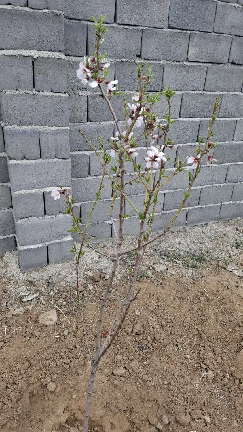 باغ حصارکشی شده، بر جاده اصلی فروش فوری - صوفیان