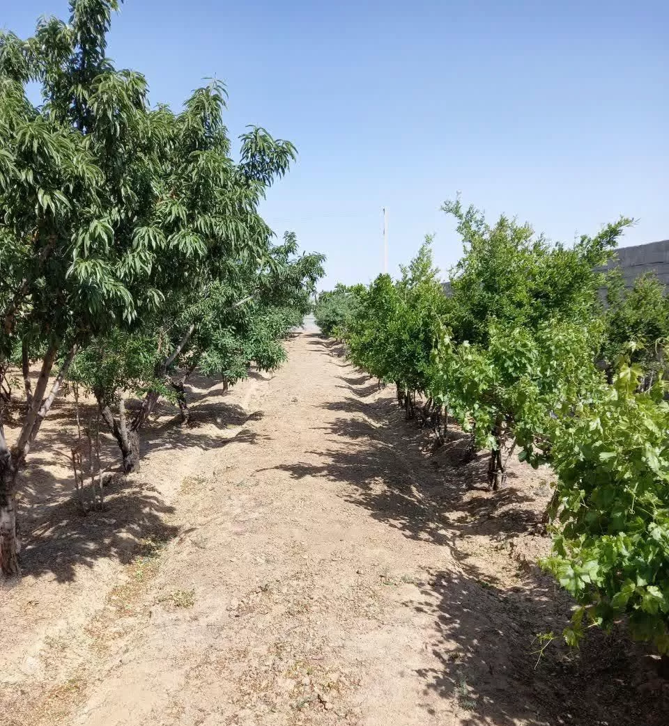 فروش باغ ۴دیواری