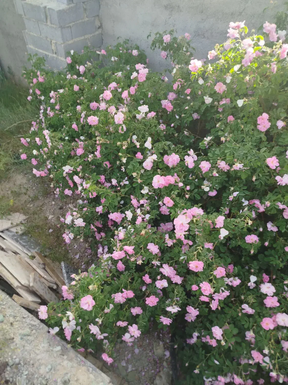 باغ ویلا دماوندروستای هاشمک خ ارکیده