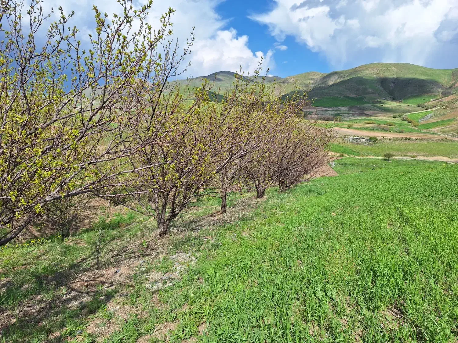 باغ و زمین کشاورزی