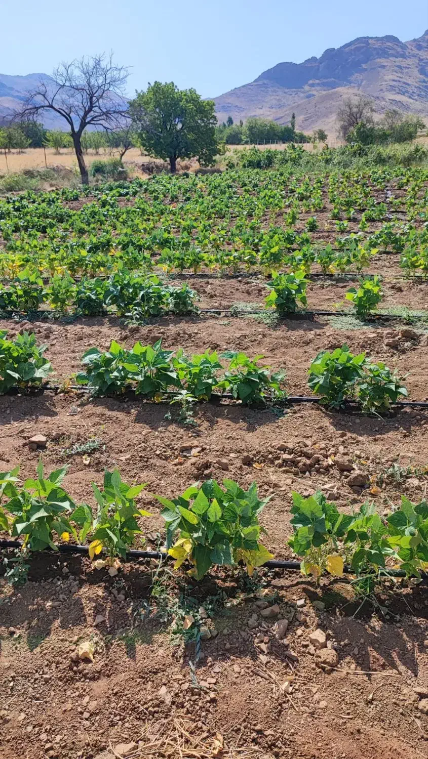 زمین کشاورزی اجاره