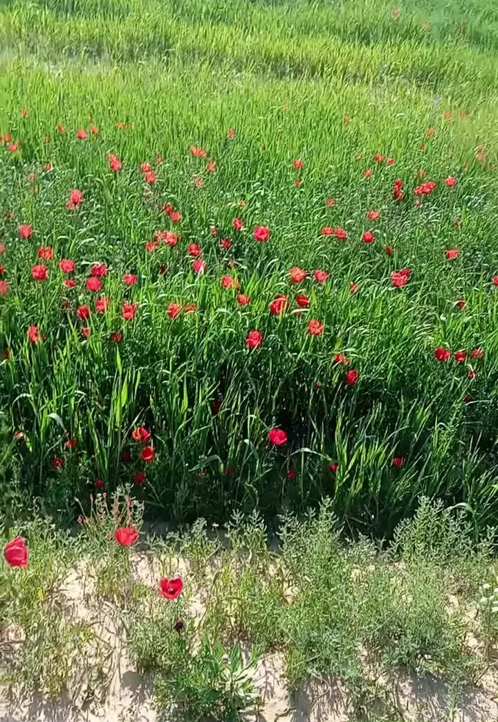 اجاره چاه اب سه اینچ