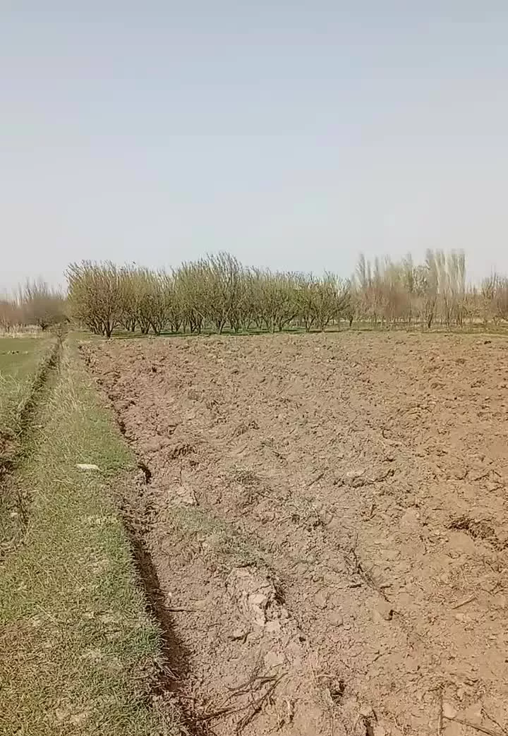 اجاره زمین کشاورزی در روستای ساتلمش