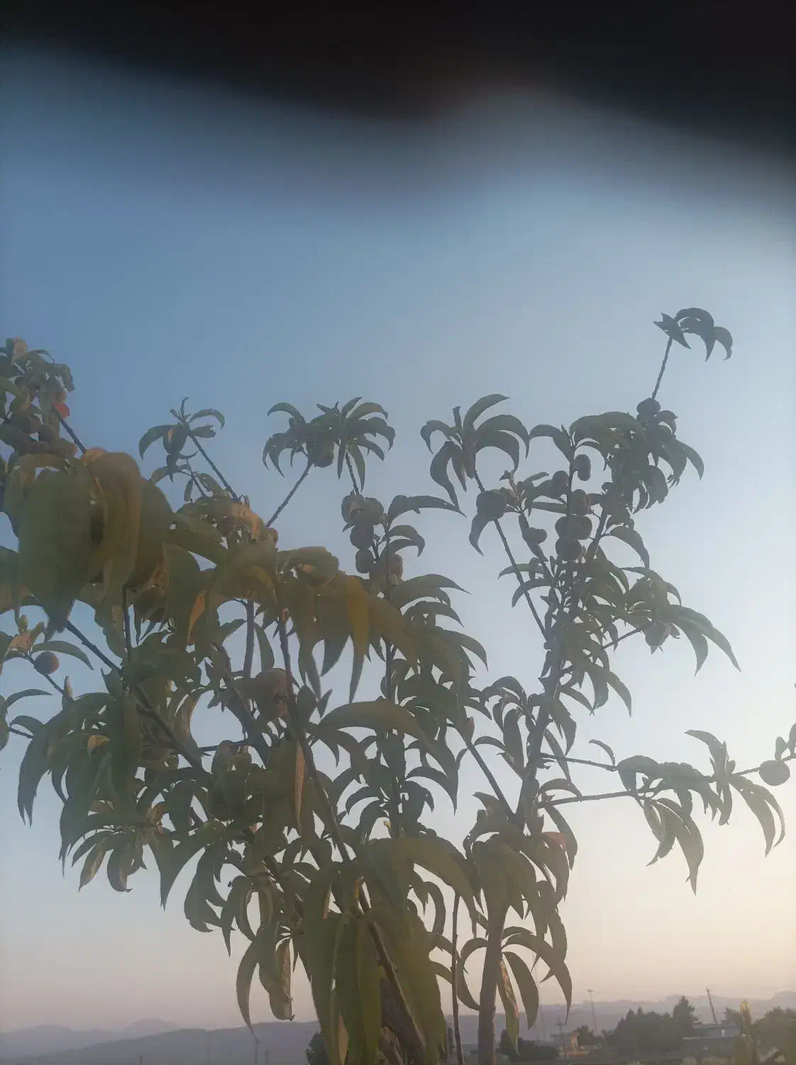 فروش 9 من زمین باغ