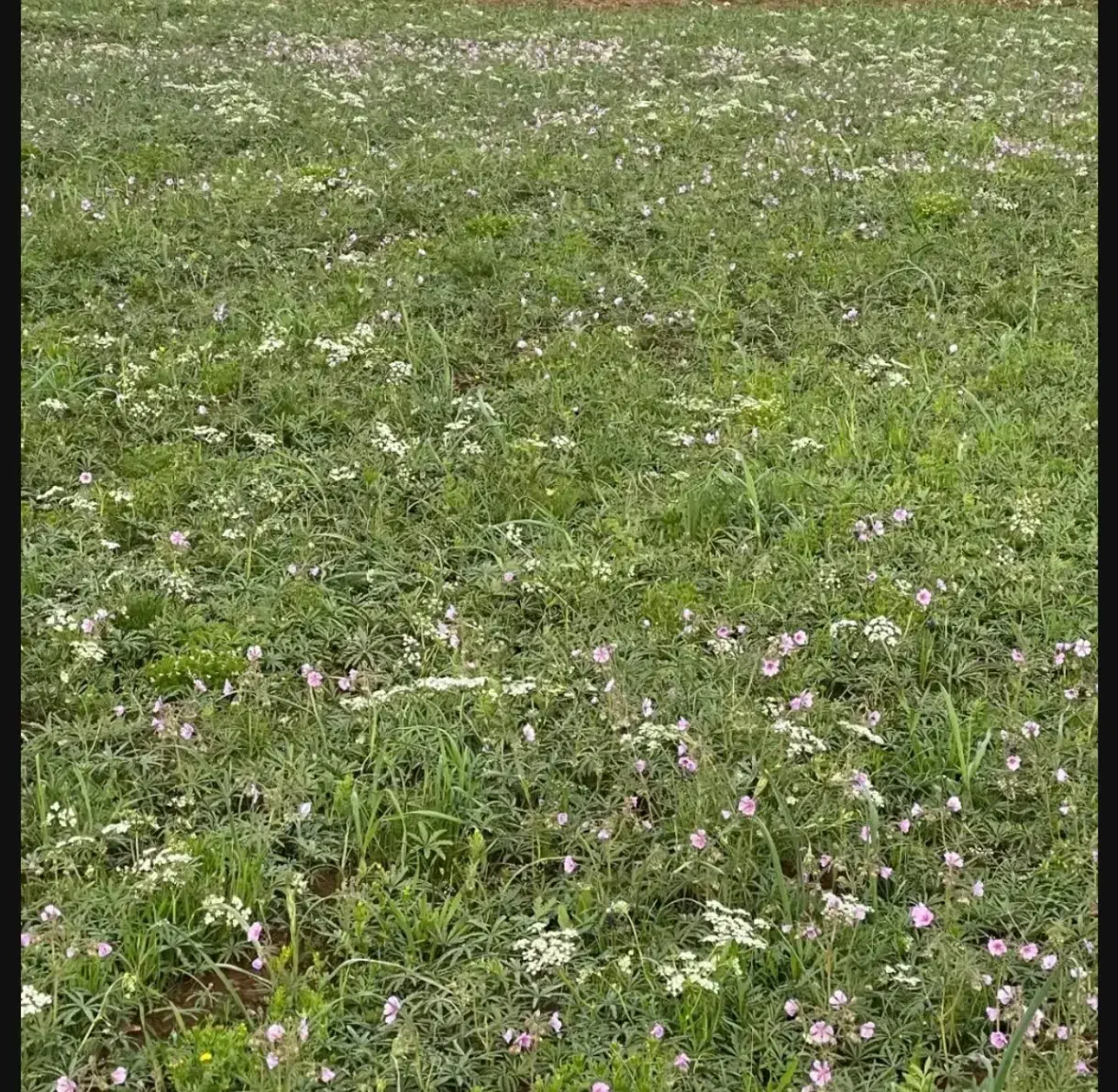 زمین دو طرف باز ۱۲۴ متری