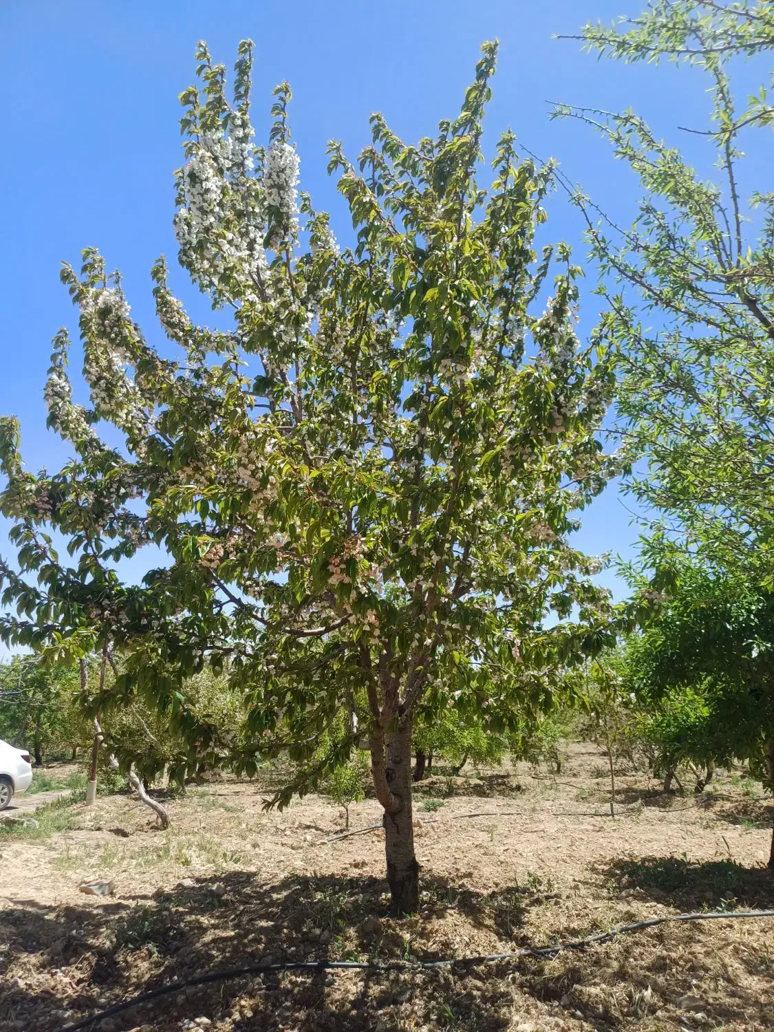 باغچه با درختان بادام گیلاس