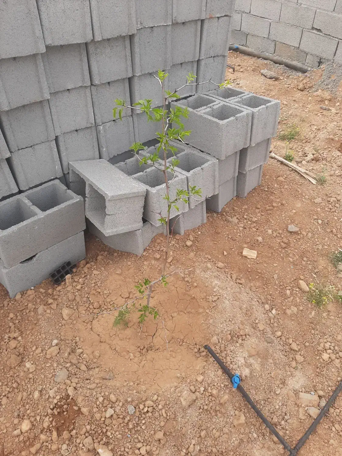 فروش باغ