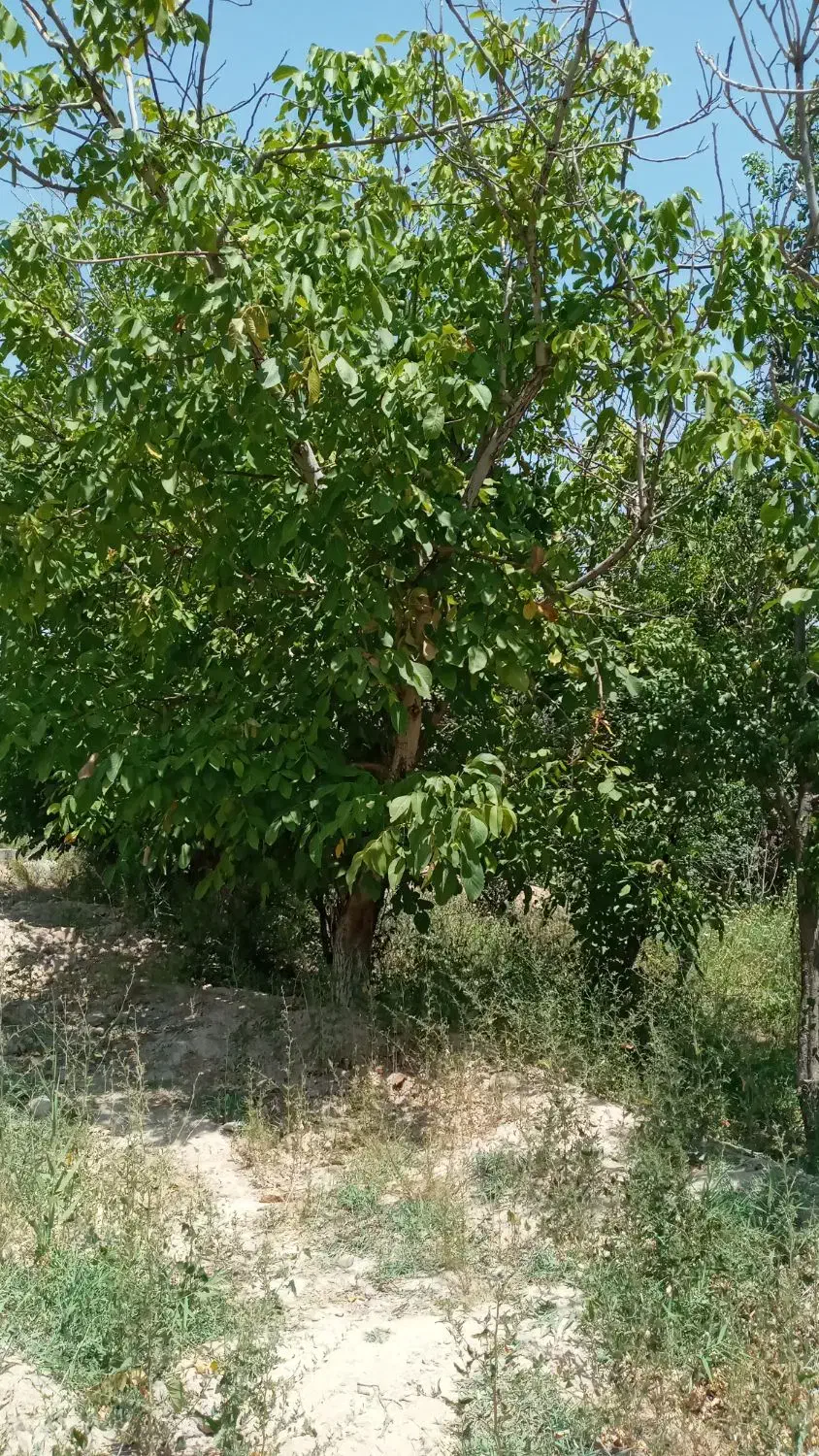 باغ میوه در روستای اندرخ سر سبز زیبا