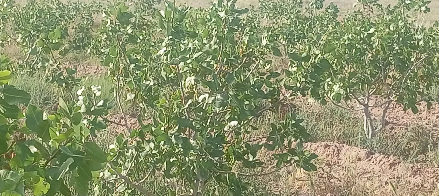 باغ پسته بادوازده ساعت آب قنات احمدآقا ی
