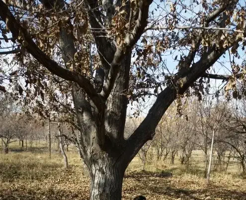 باغ دریوسفخان