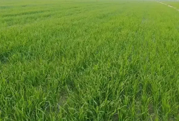 اجاره زمین کشاورزی