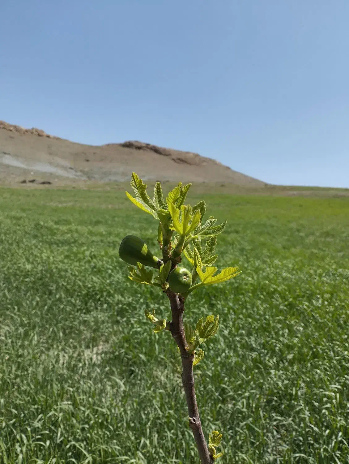 زمین کشاورزی دیم