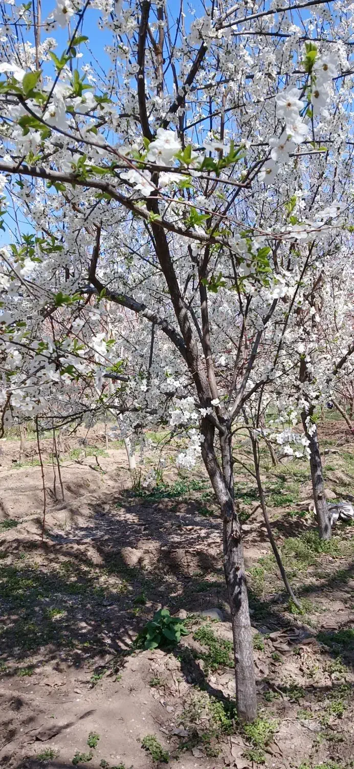 فروش باغ در آذرشهر