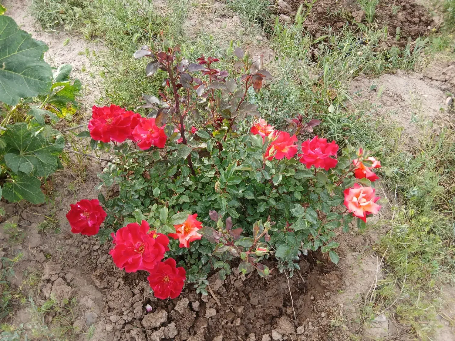 باغ واقع در گلبهار