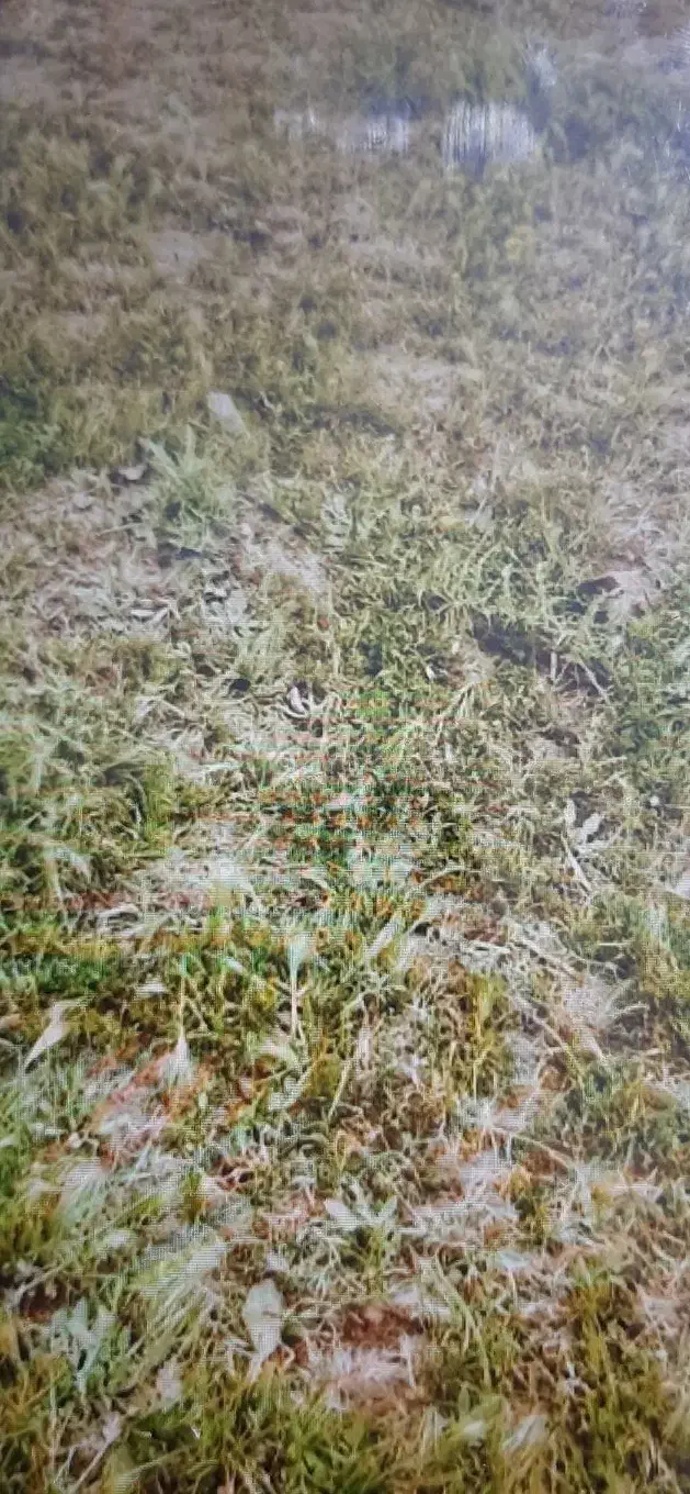زمین مسکونی روانسر