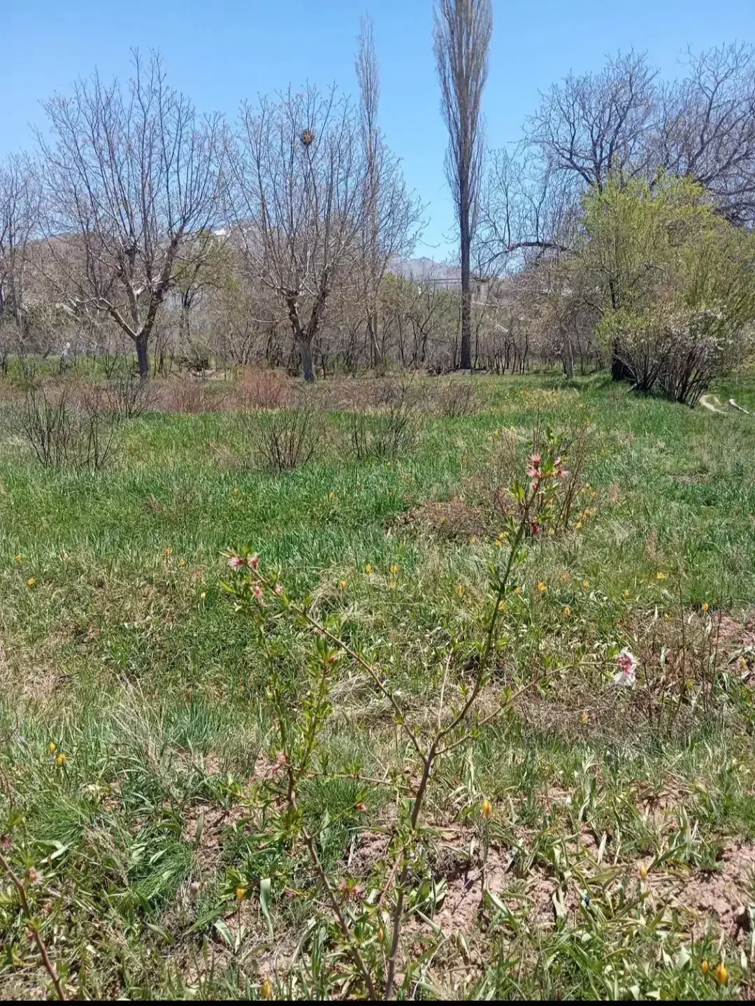 زمین باغی