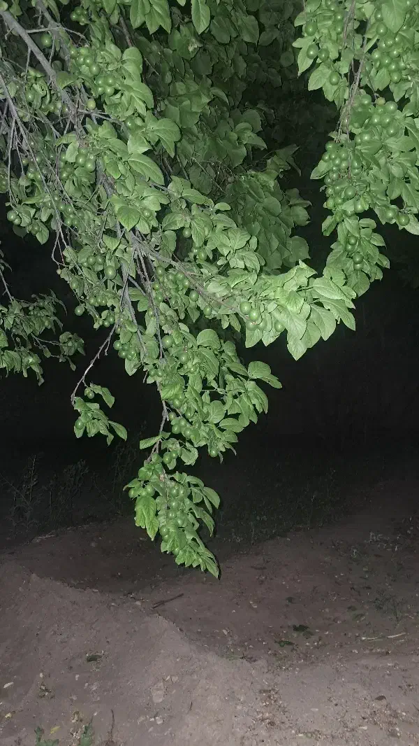 نیمه ساز تنگ چنار