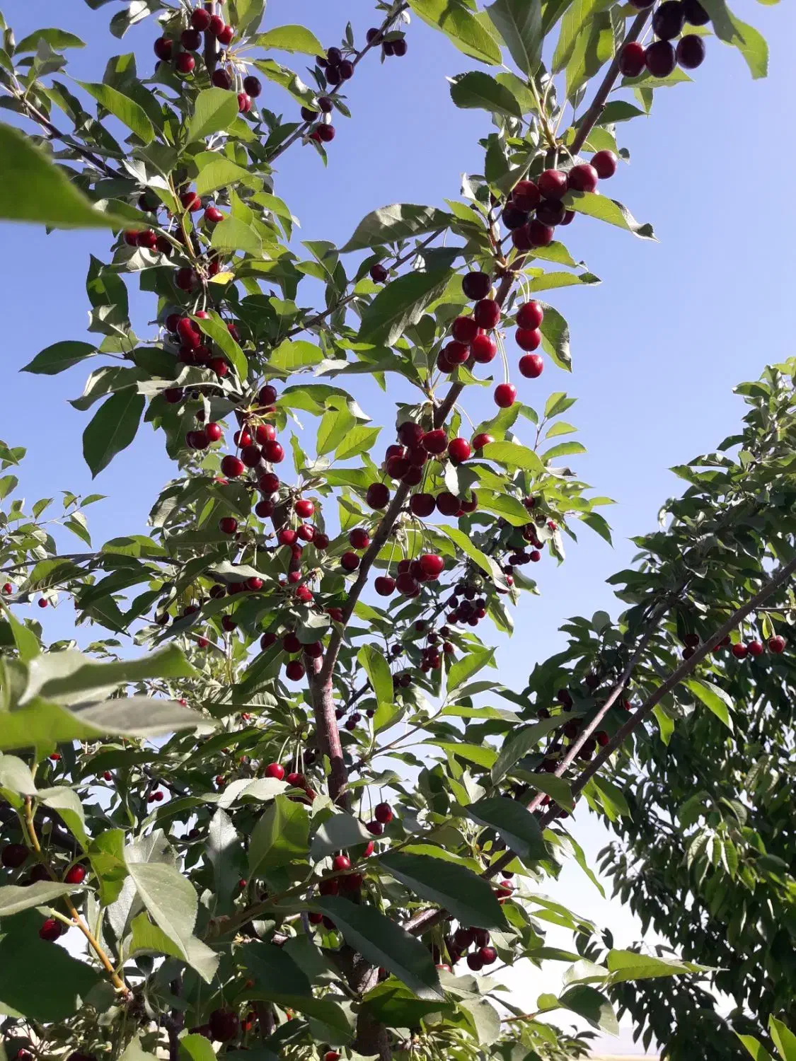 فروش باغ و زمین کشاورزی