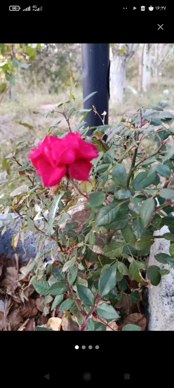 زمین باغ در اسکو