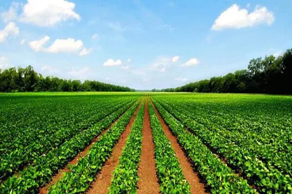 اجاره زمین کشاورزی