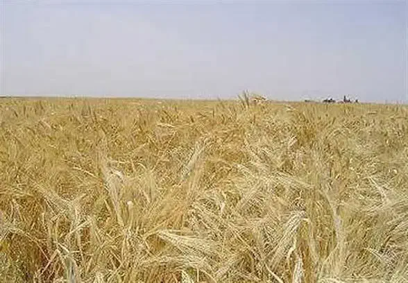 زمین دیمی و آبی