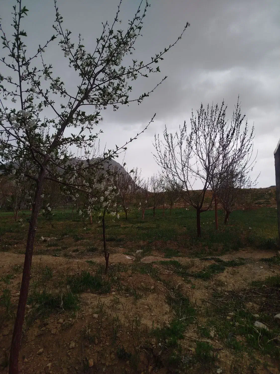 زمین ویلایی سند دار در فریدونشهر بام ایران