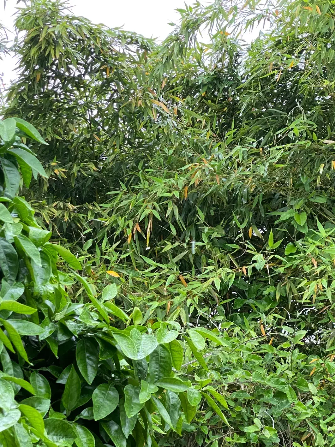فروش زمین باغی روسای سسمس