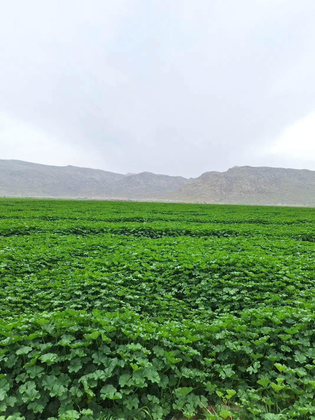 زمین باغی