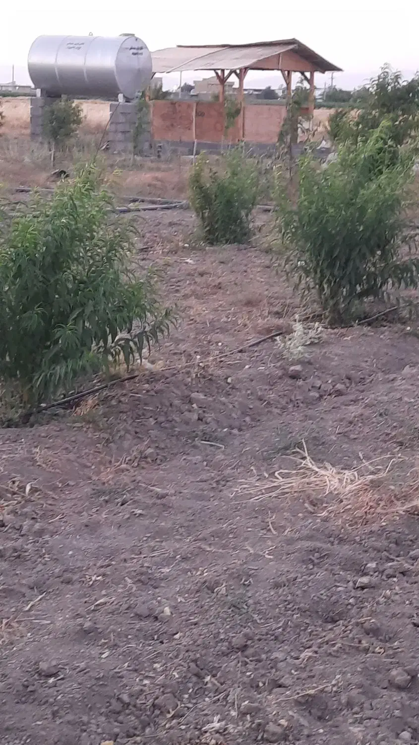 ۴قطع باغ ۲هزارمتری باسندتک برگ
