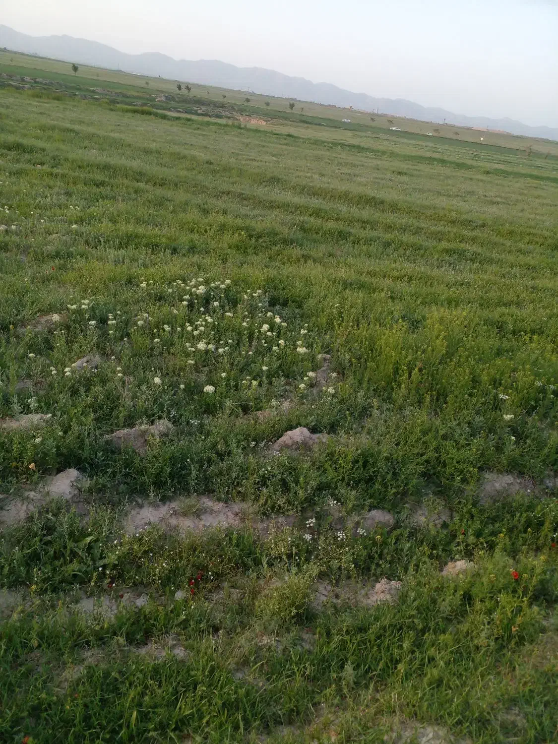زمین