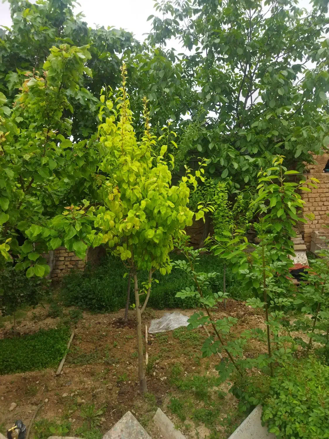 زمین بنیادی مسکونی