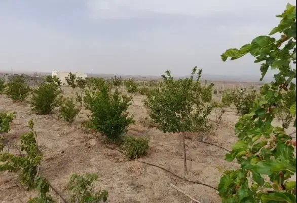 باغ  زیر پای قز