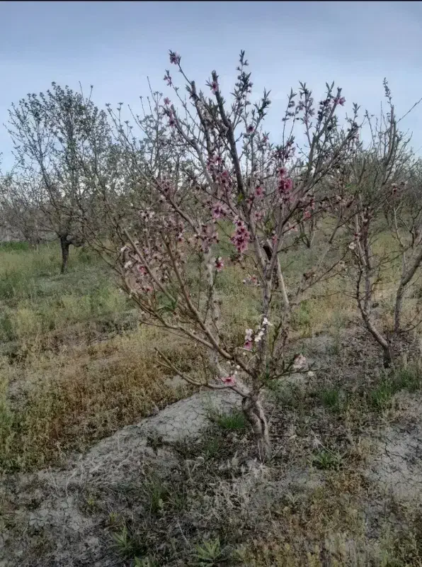 باغچه زردآلو ۳۰۰۰متر برق + اب چاه