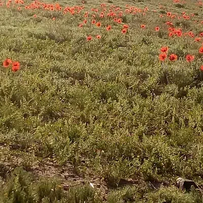 زمین آبی برای کاشت ذرت ولوبیا اجاره‌ داده می‌شود