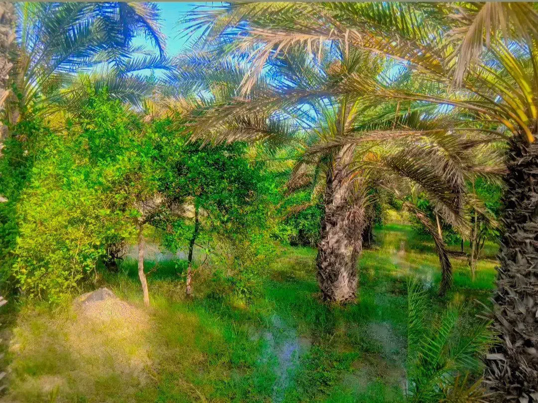 فروش باغ نخل و مرکبات مُثمِر