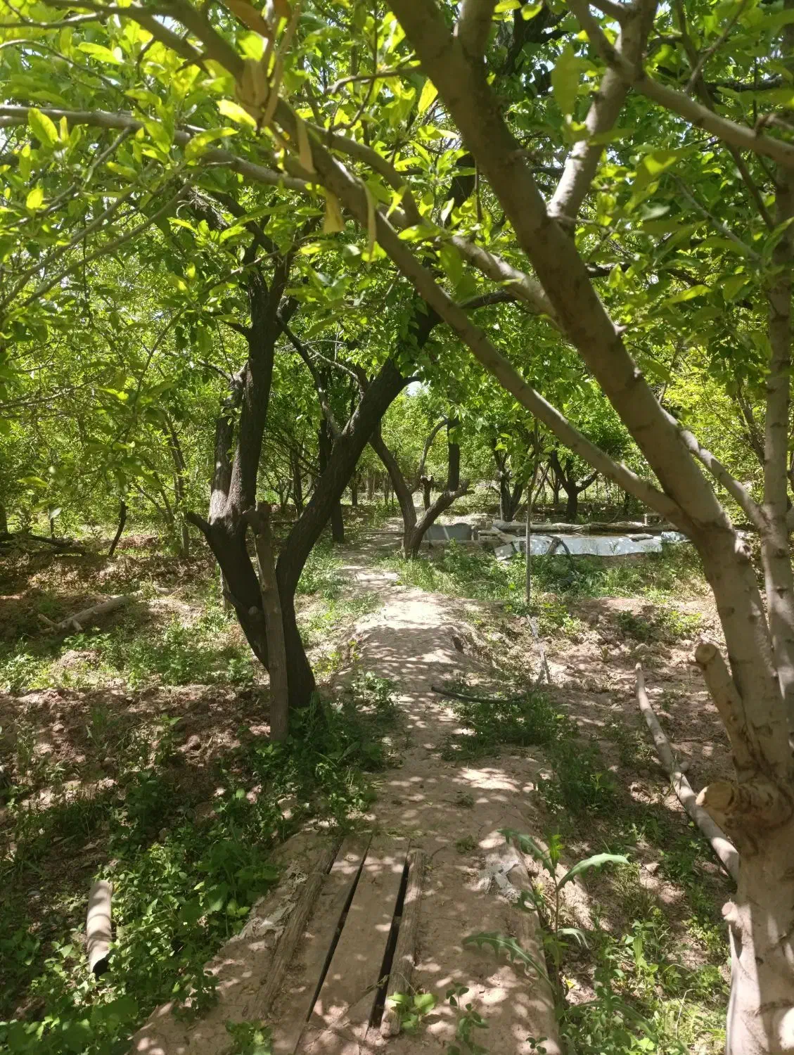 اجاره باغ