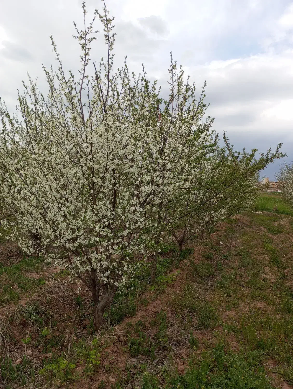زمین فروشی