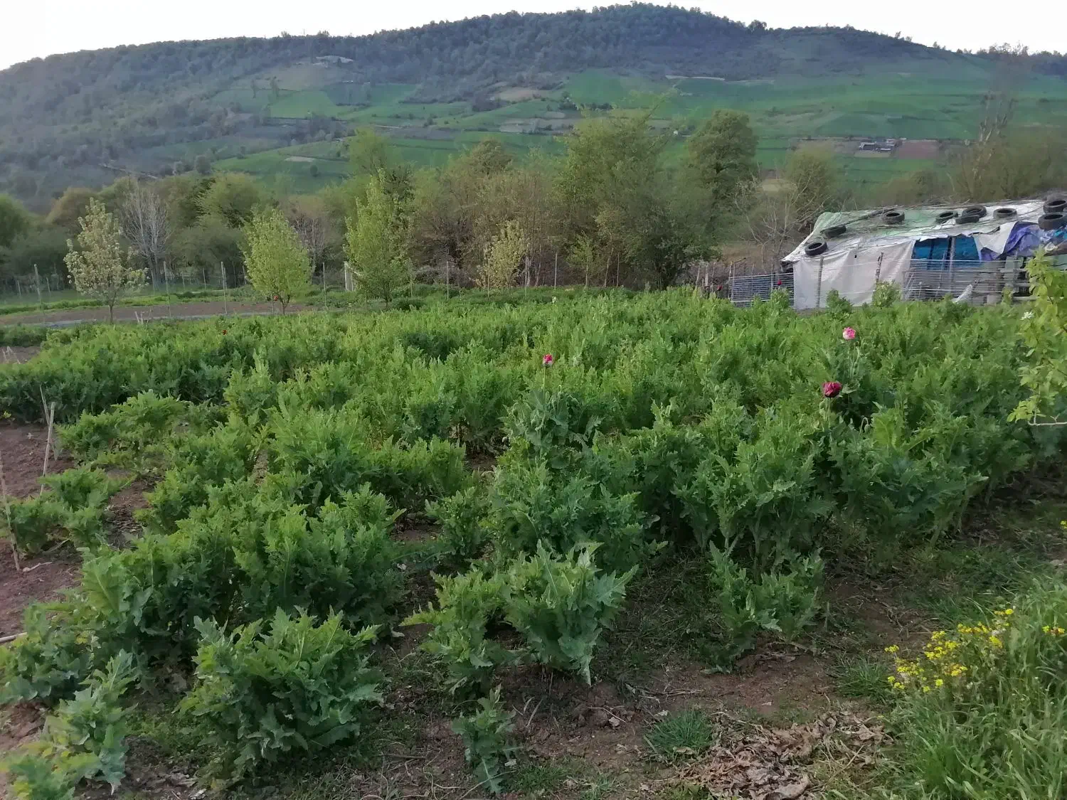 ۲۰۰۰متر زمین مسکونی