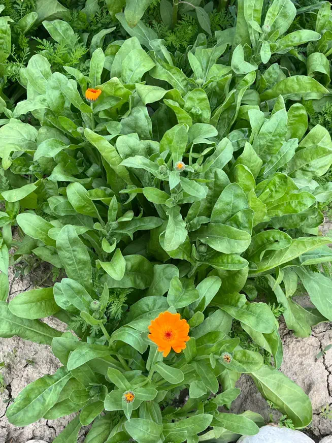 زمین باغی