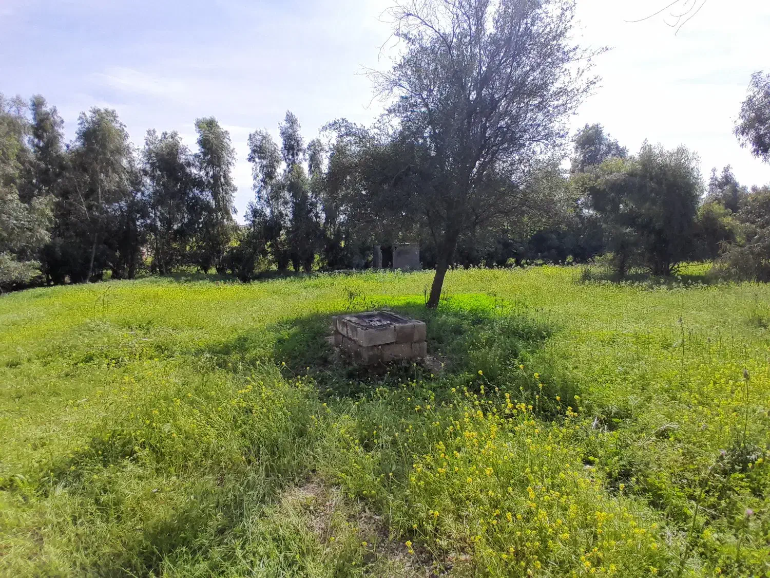 باغ چهار دیواری آلارد با درخت مثمر
