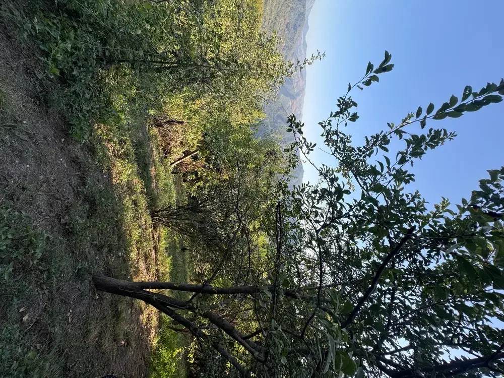 خونه و باغ کوهستانی