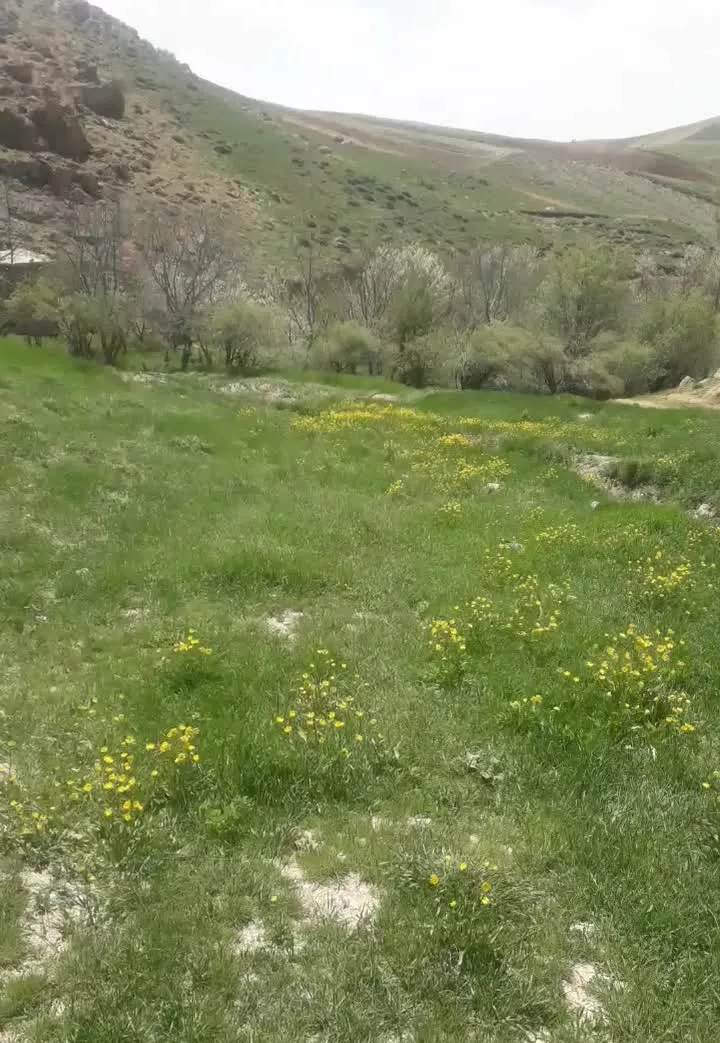 باغ درختی واقع پلمیس دارای درخت