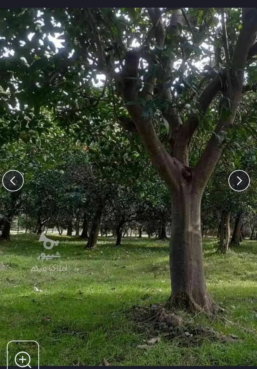 ۱۰۰۰ متر زمین چالی