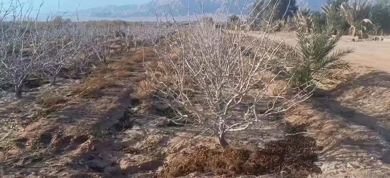 فروش زمین کشاورزی ۲.۵هکتار