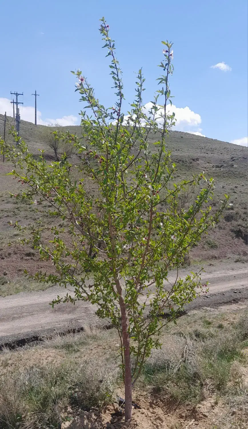 باغ ۱۰۰۰ متری