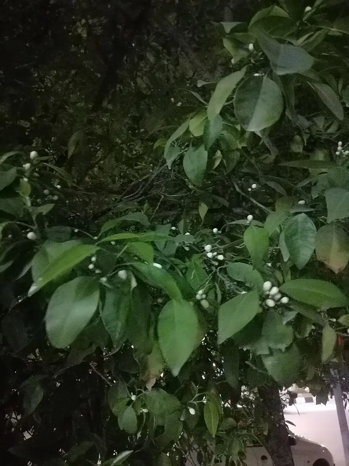 فروش باغ چهردیواری زرقان