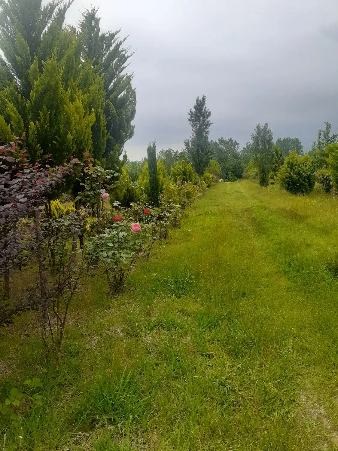 2 هکتار گلخانه در حال کار(باغ عروس)